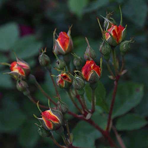 Climbing Rose Plant Orange and Yellow Live Plant K11708