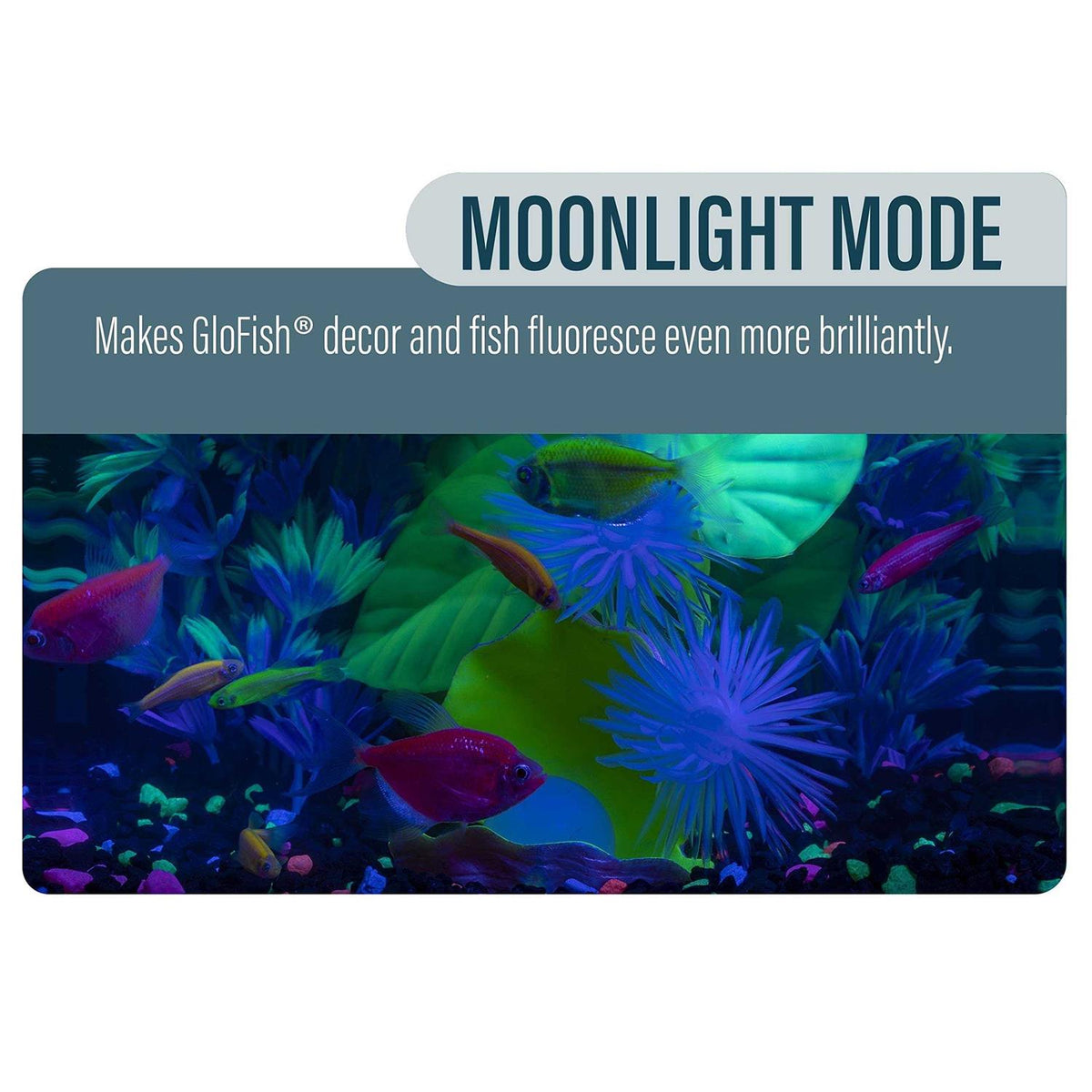 Aquarium Kit S310