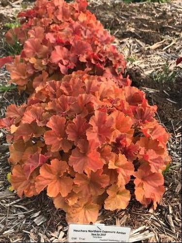 Amber Heuchera Coral Bells Gallon Pot T901408