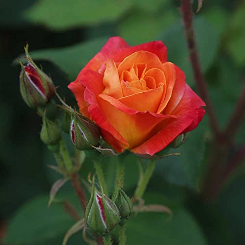 Climbing Rose Plant Orange and Yellow Live Plant K11708