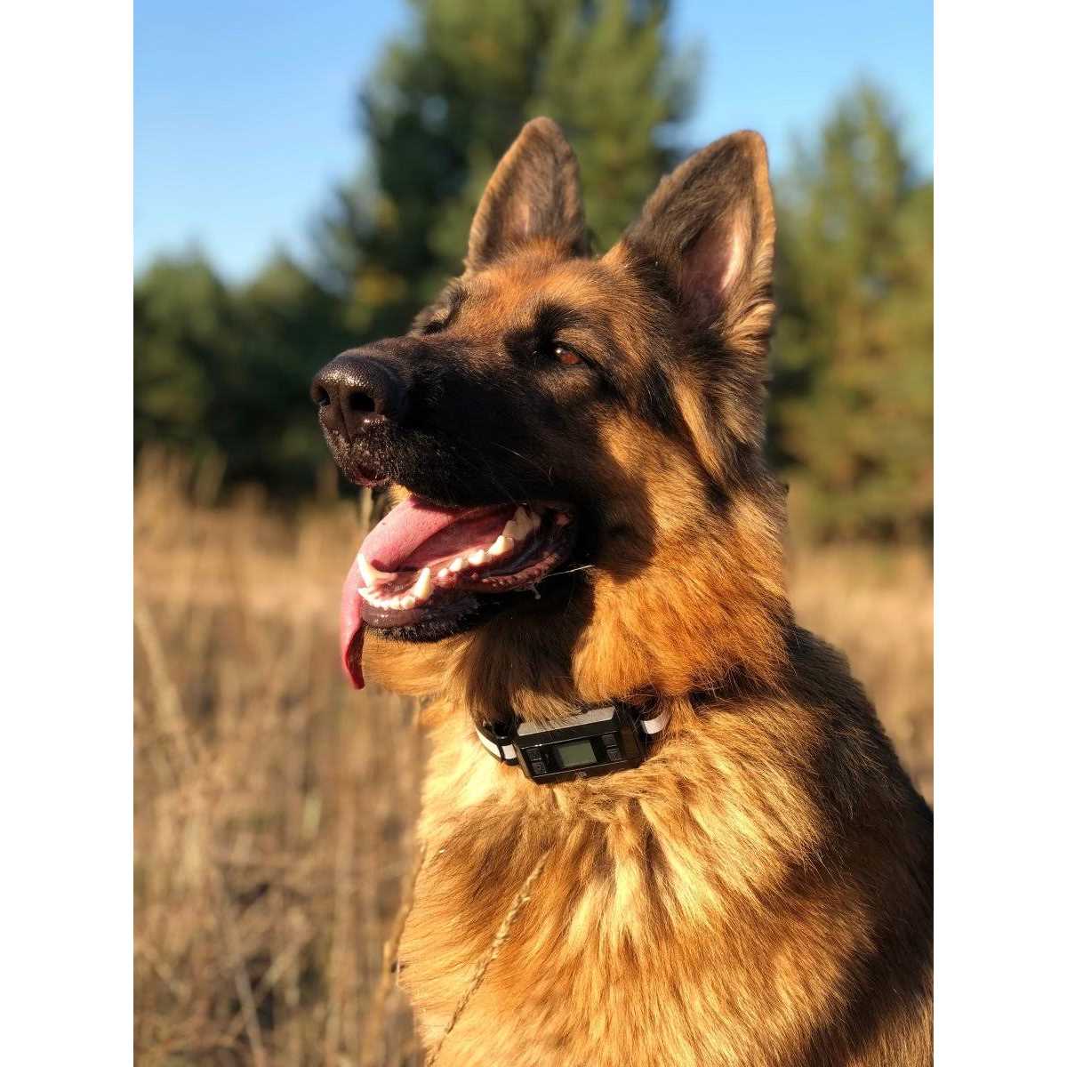 Wireless GPS Dog Fence T197