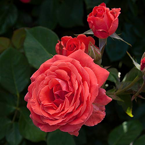 Fragrant Climbing Rose Live Plant Y276
