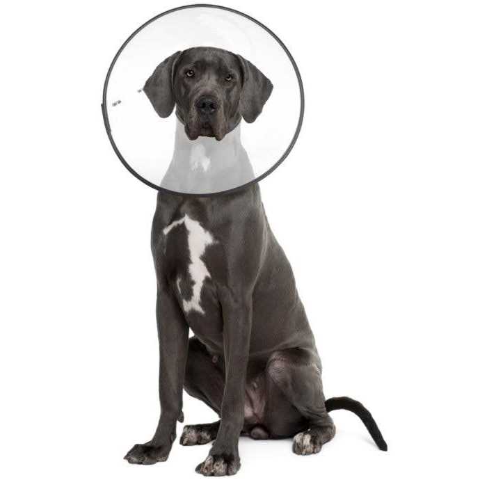 Clear Recovery Collar F7981