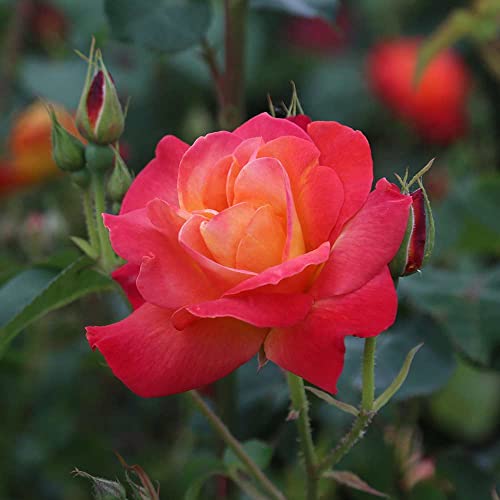 Climbing Rose Plant Orange and Yellow Live Plant K11708