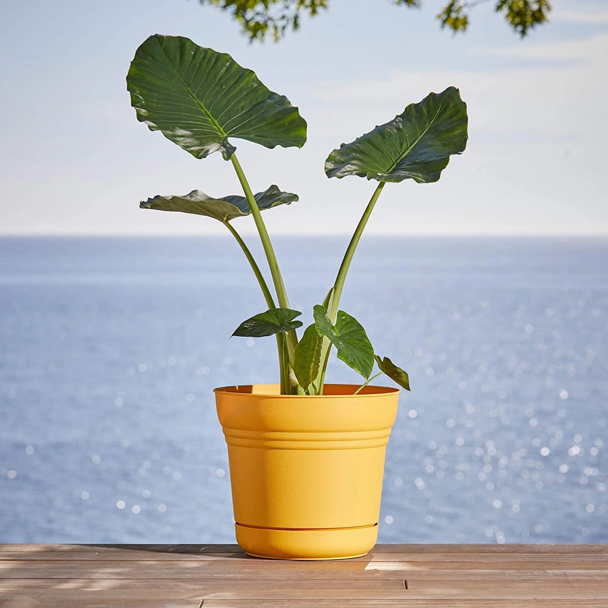 Plastic Pot Planter X299