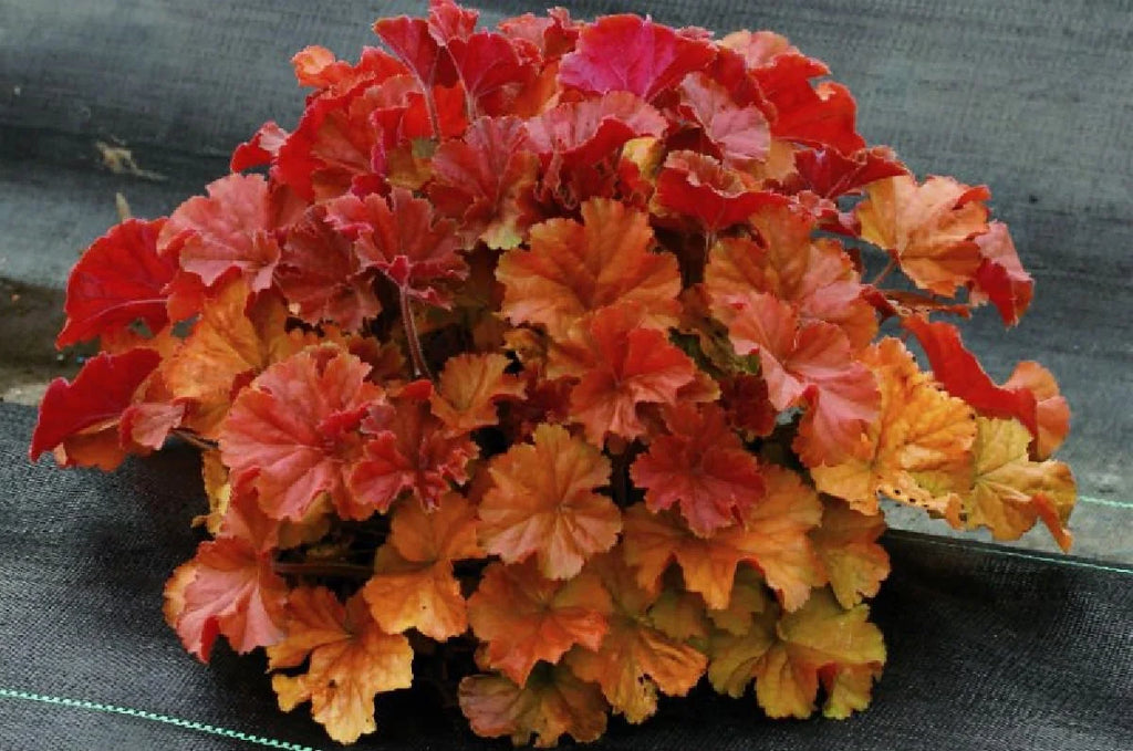 Amber Heuchera Coral Bells Gallon Pot T901408