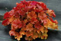 Amber Heuchera Coral Bells Gallon Pot T901408
