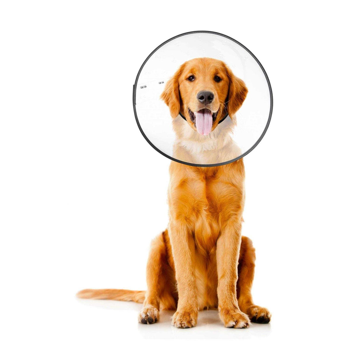 Clear Recovery Collar F7981
