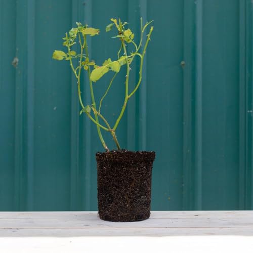 Fragrant Climbing Rose Live Plant Y276