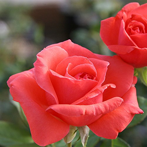 Fragrant Climbing Rose Live Plant Y276