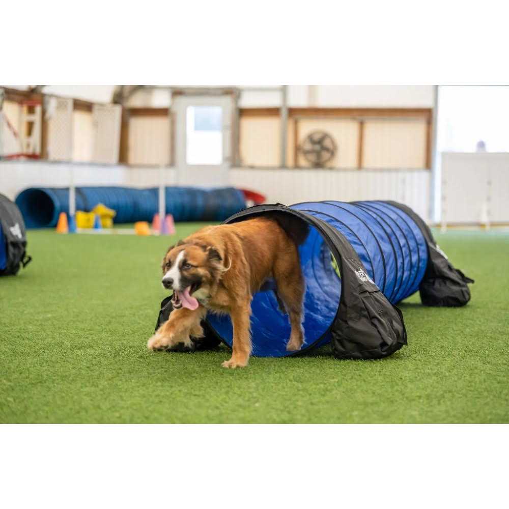 7 Piece Dog Agility Equipment Set T11390