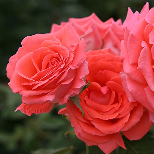 Fragrant Climbing Rose Live Plant Y276