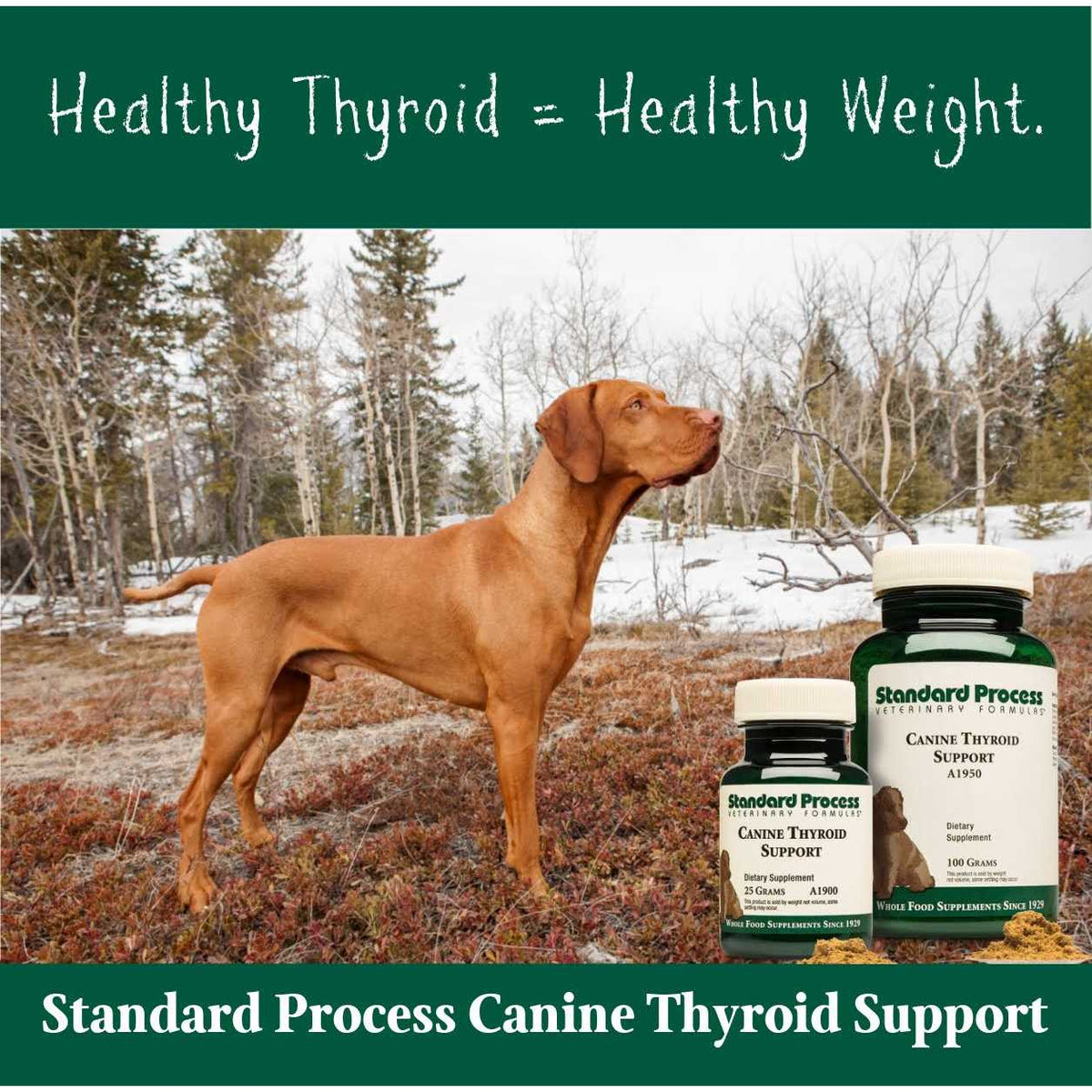 Thyroid Support Pet Supplies N513436