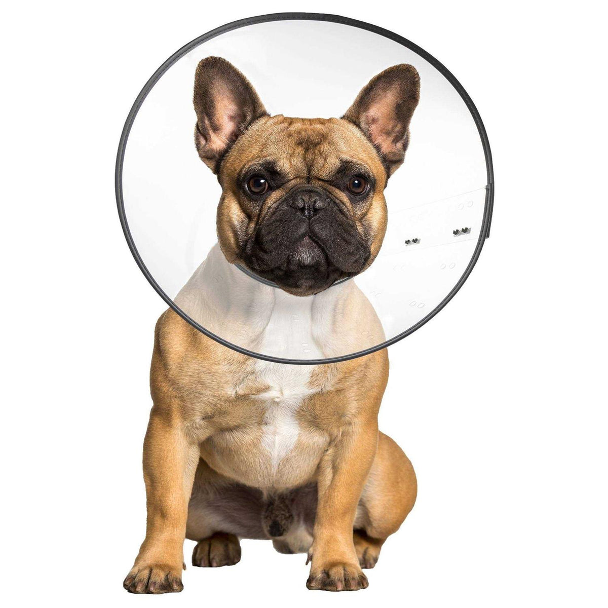 Clear Recovery Collar F7981
