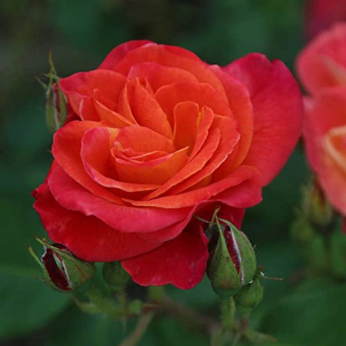 Climbing Rose Plant Orange and Yellow Live Plant K11708