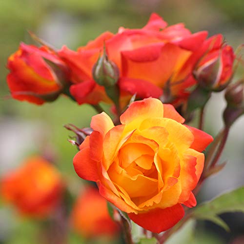 Climbing Rose Plant Orange and Yellow Live Plant K11708