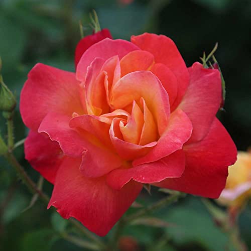 Climbing Rose Plant Orange and Yellow Live Plant K11708
