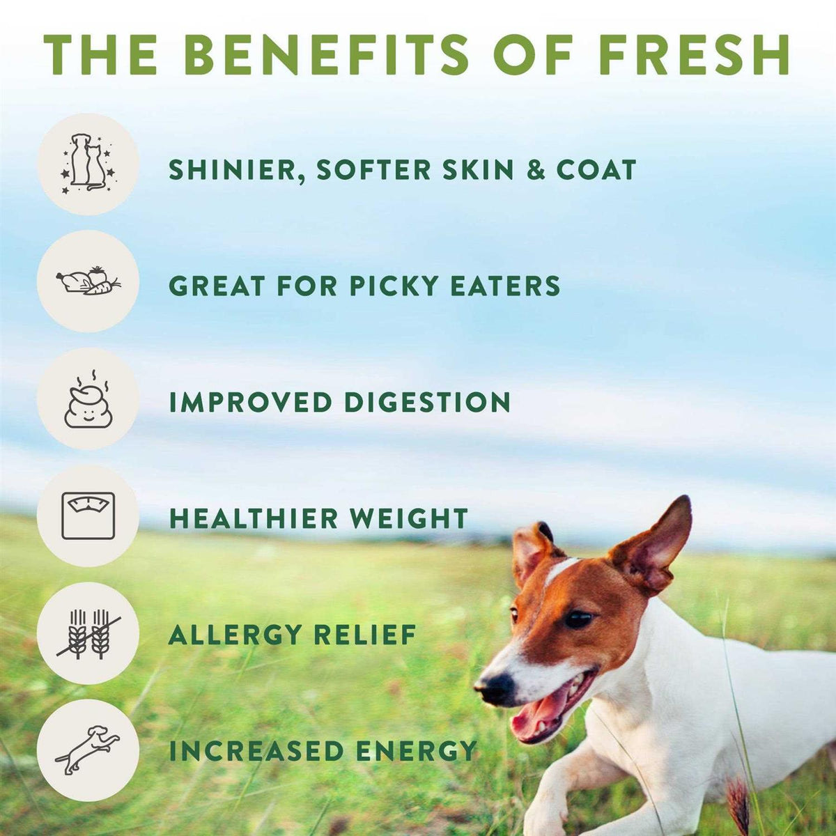 Dog Food Tender Chicken Recipe O907544
