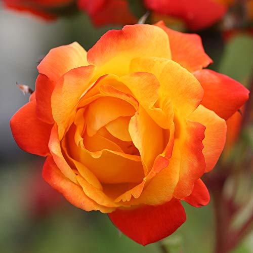 Climbing Rose Plant Orange and Yellow Live Plant K11708