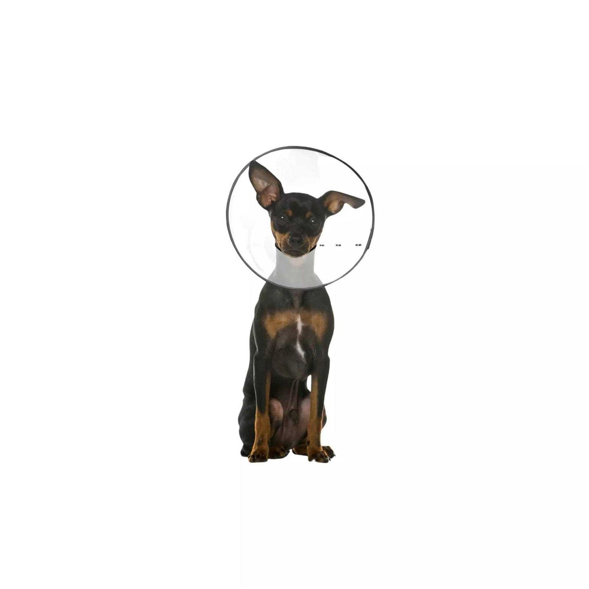 Clear Recovery Collar F7981