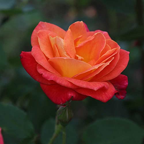 Climbing Rose Plant Orange and Yellow Live Plant K11708